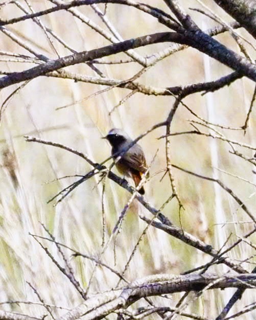 rehek zahradní - ML634397564