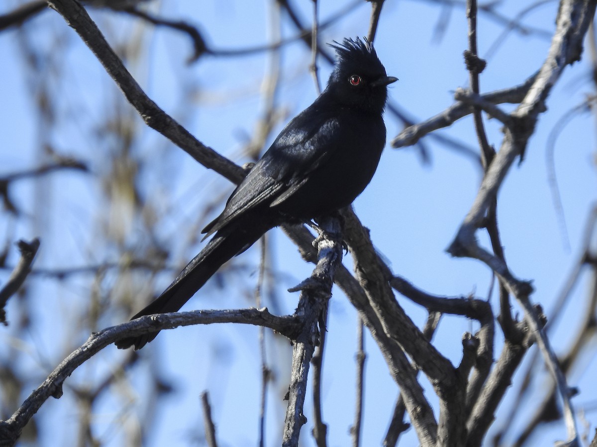 Phainopepla - ML634397663