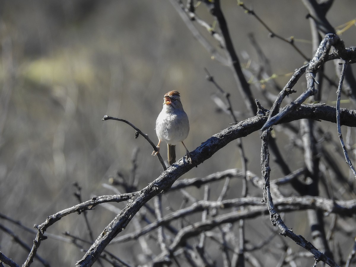 Rufous-winged Sparrow - ML634397664