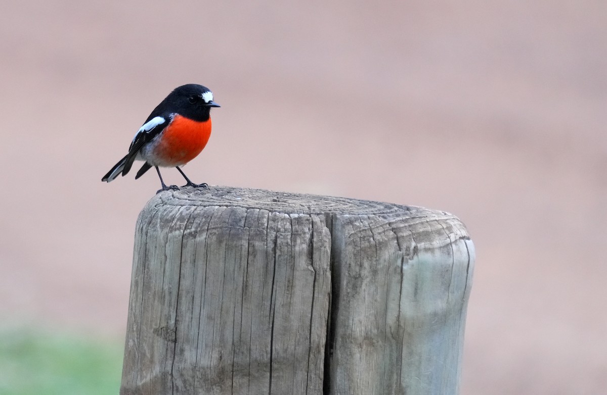 Scarlet Robin - ML634397674