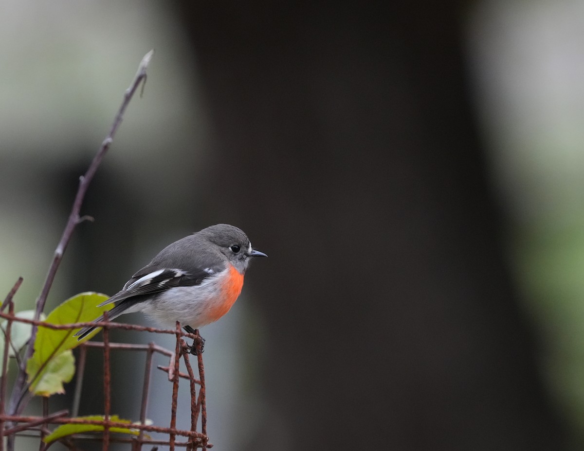 Scarlet Robin - ML634397675