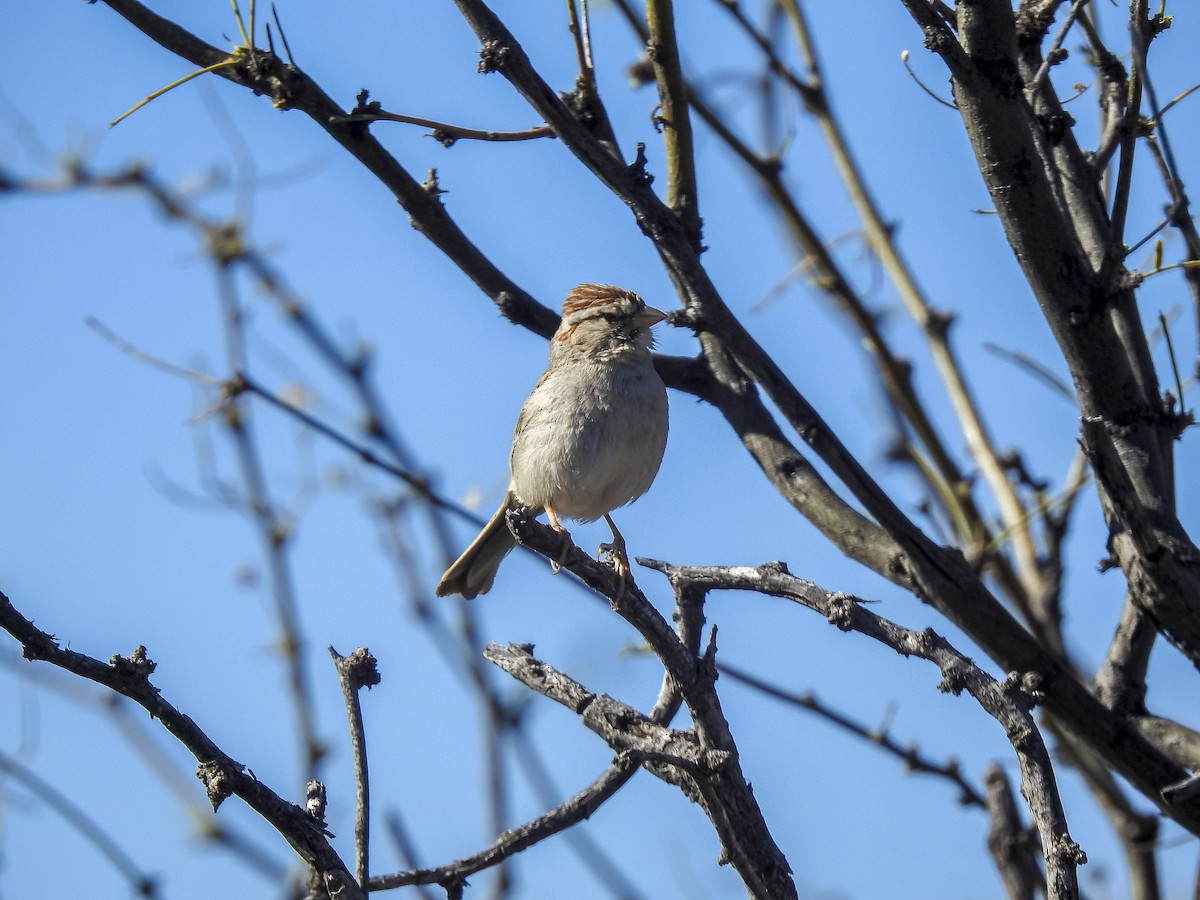 Rufous-winged Sparrow - ML634397678
