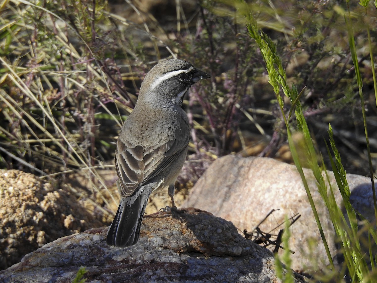 Black-throated Sparrow - ML634397684