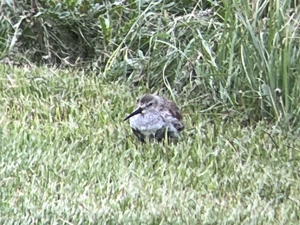 黑腹濱鷸 - ML634397726