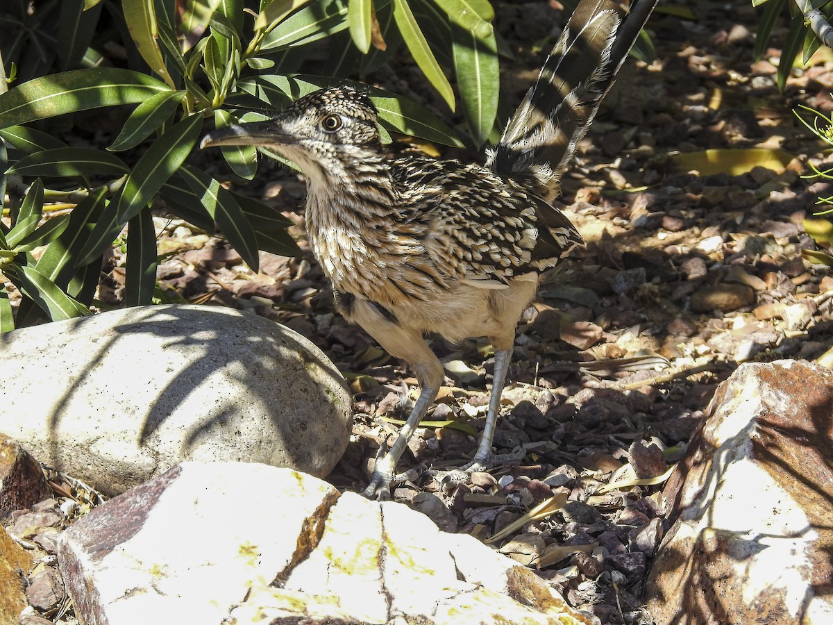 Greater Roadrunner - ML634397734