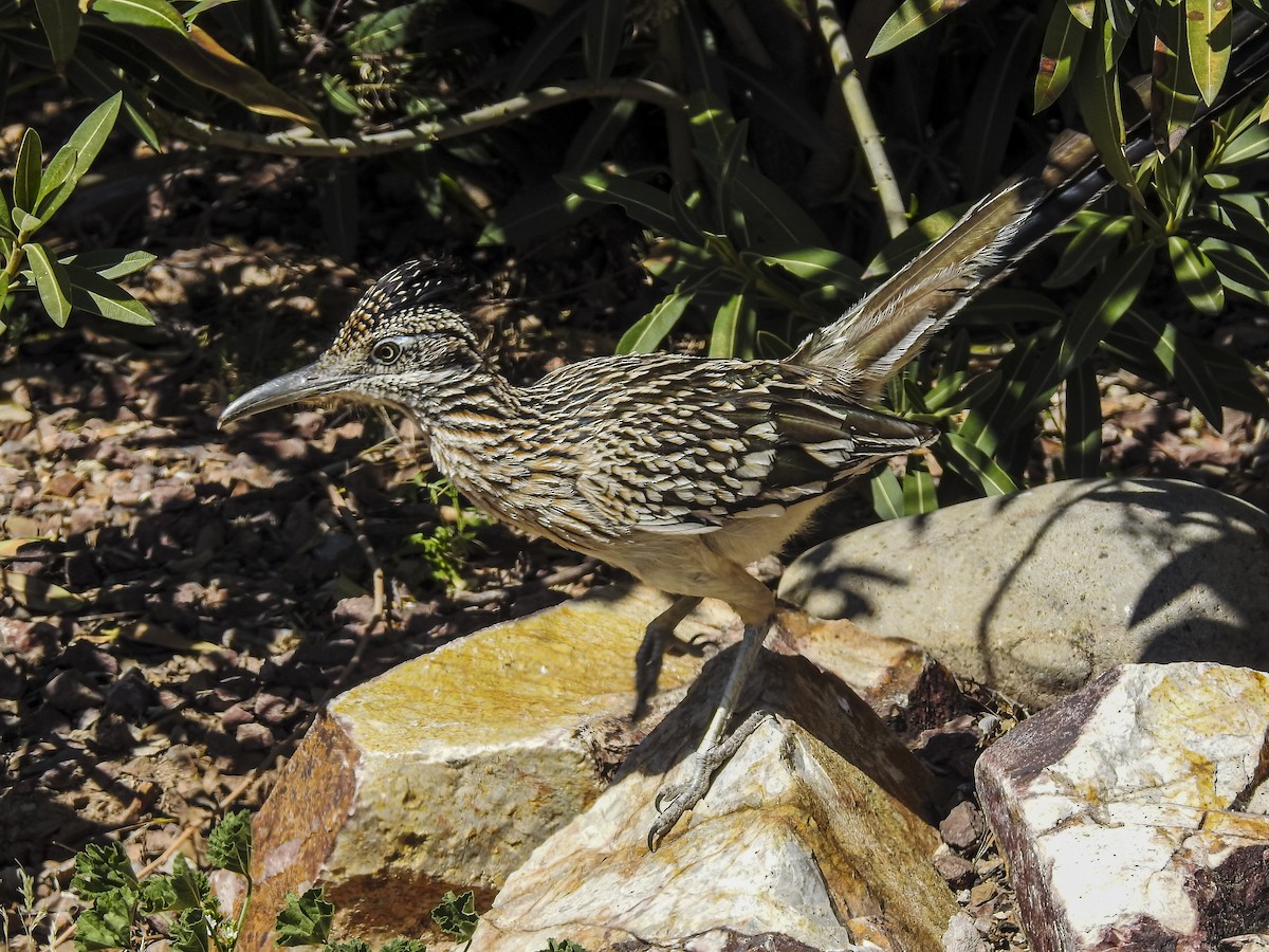 Greater Roadrunner - ML634397735