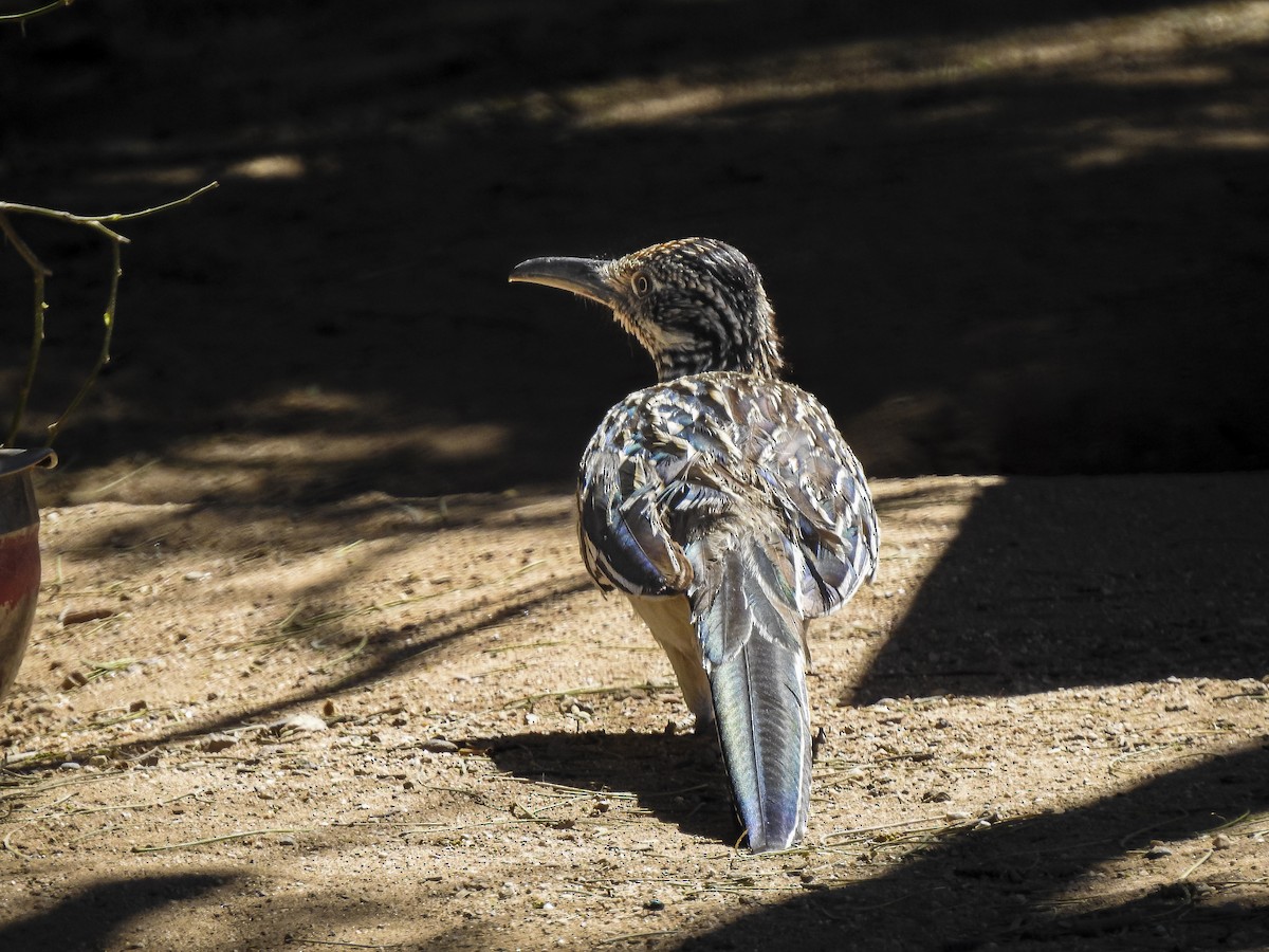 Greater Roadrunner - ML634397736