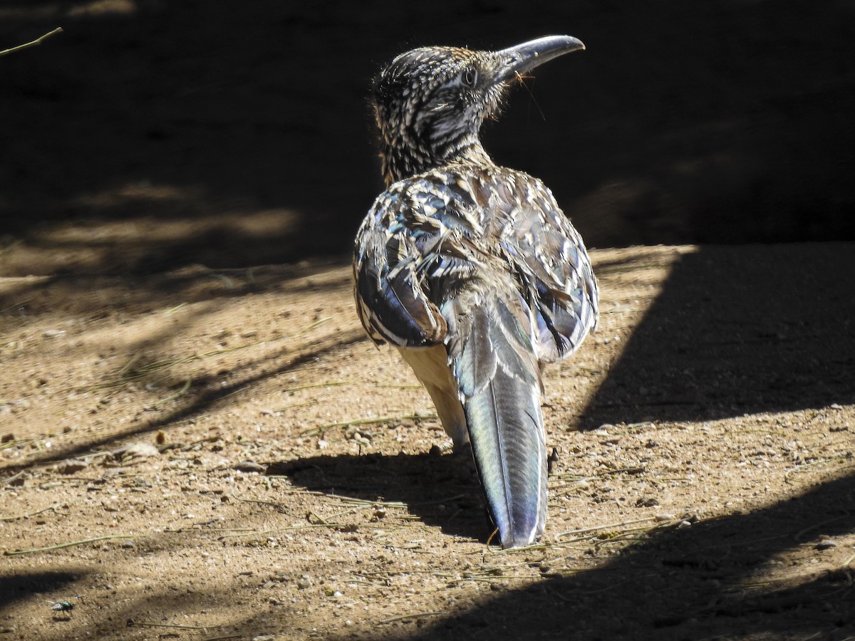 Greater Roadrunner - ML634397737