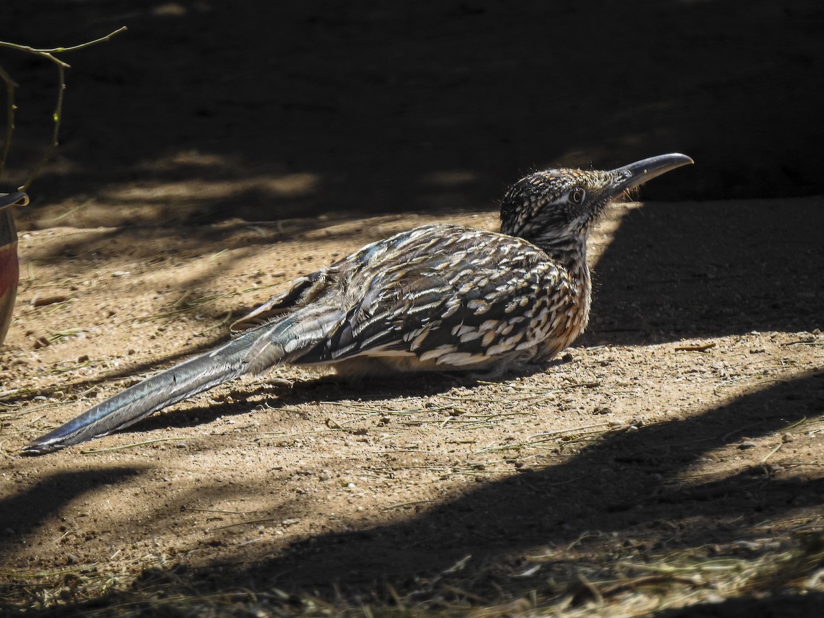 Greater Roadrunner - ML634397738