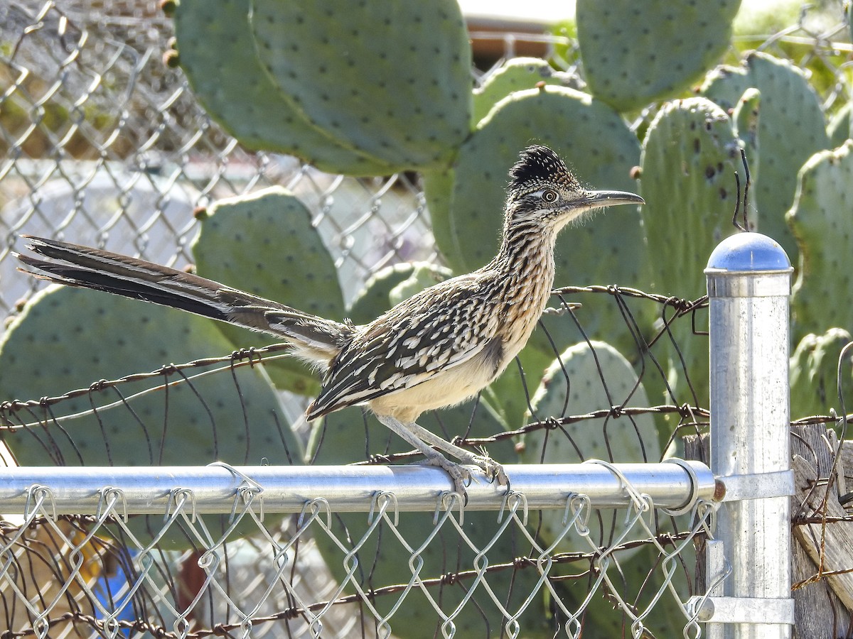 Greater Roadrunner - ML634397739