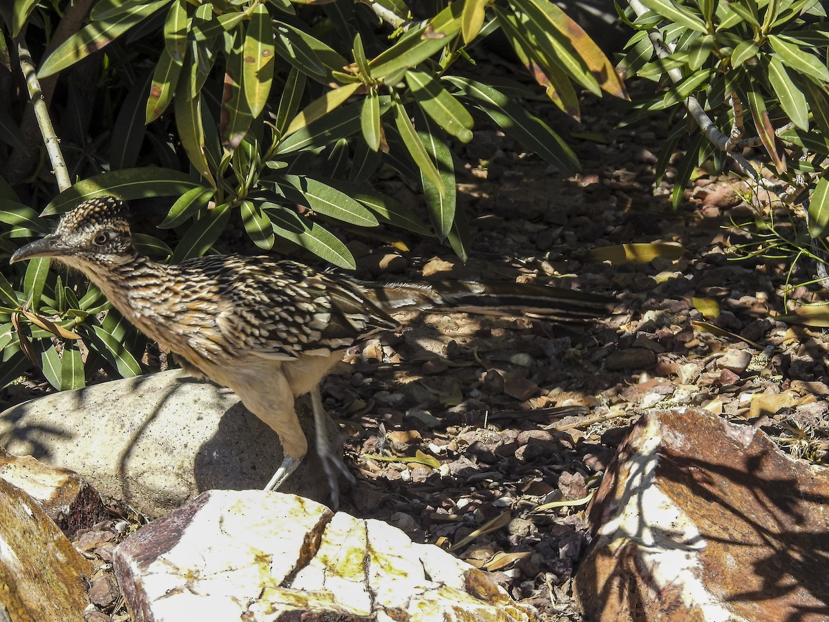 Greater Roadrunner - ML634397740