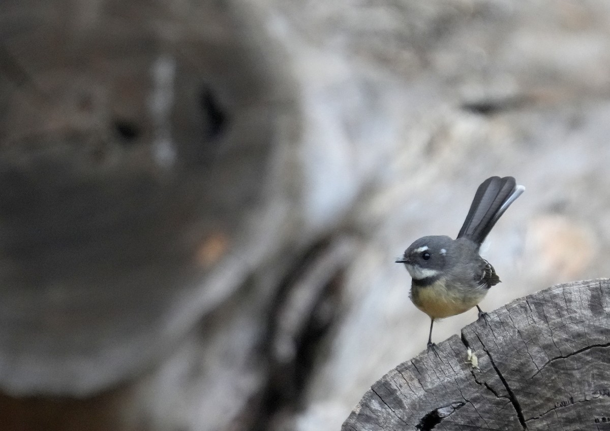 Gray Fantail - ML634397772