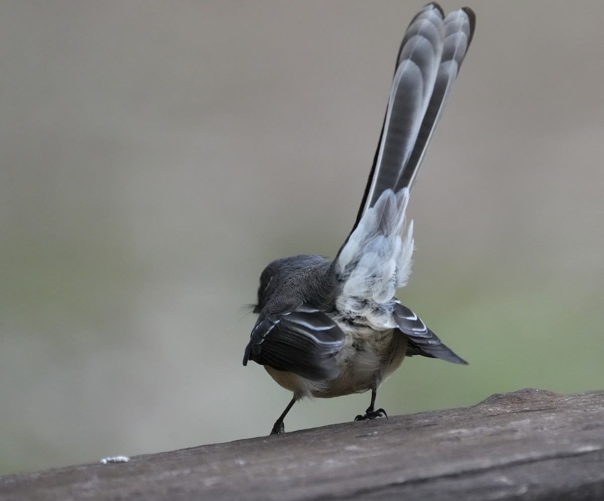 Gray Fantail - ML634397773