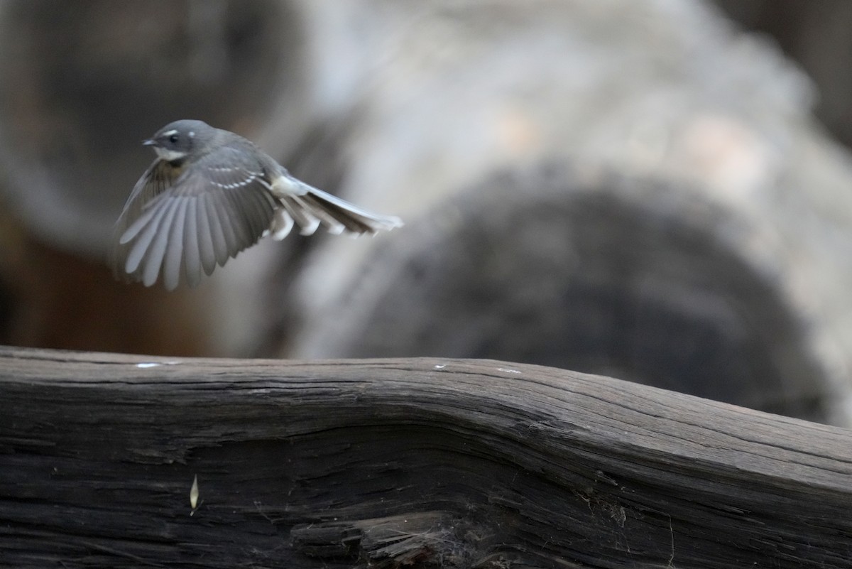 Gray Fantail - ML634397774