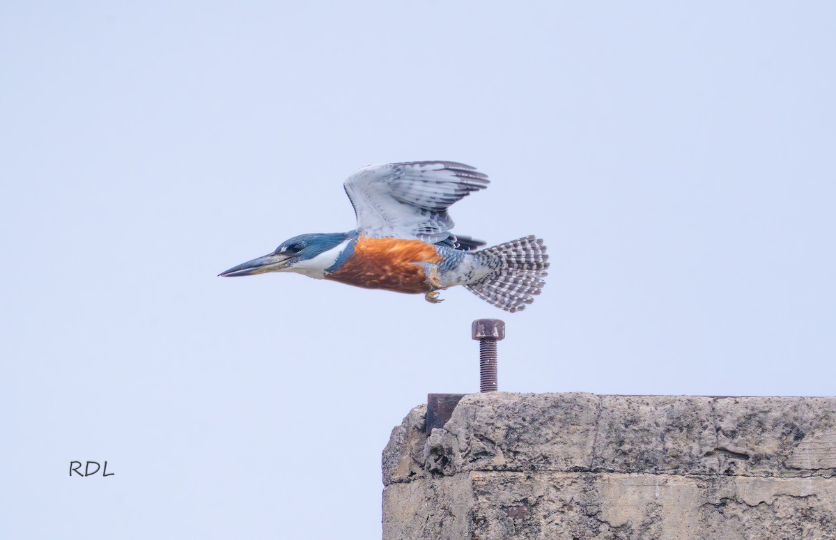 Ringed Kingfisher - ML634397846