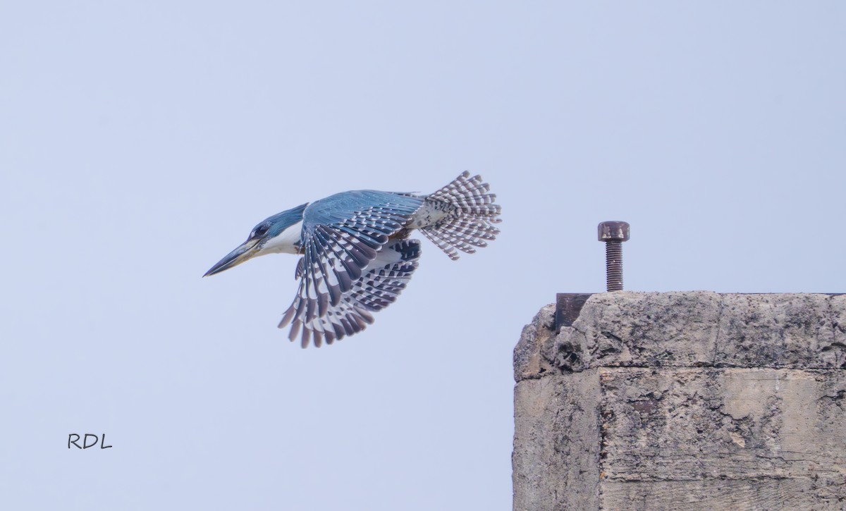 Ringed Kingfisher - ML634397847