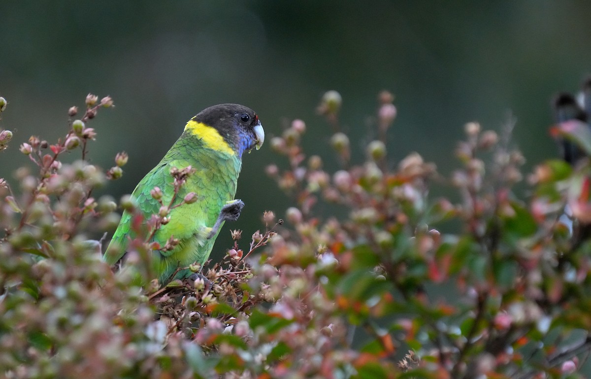 Australian Ringneck - ML634397857