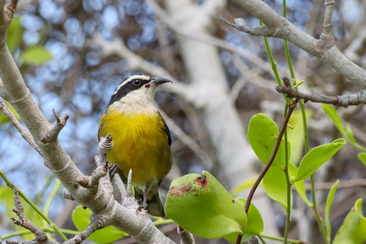 Bananaquit (Cozumel I.) - ML634397906
