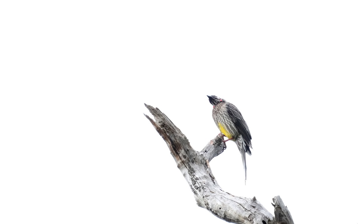 Red Wattlebird - ML634397911