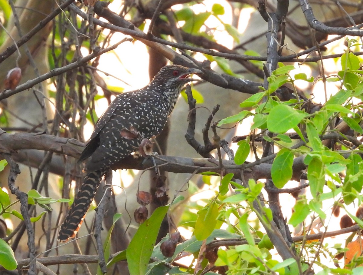 Asian Koel - ML634398165