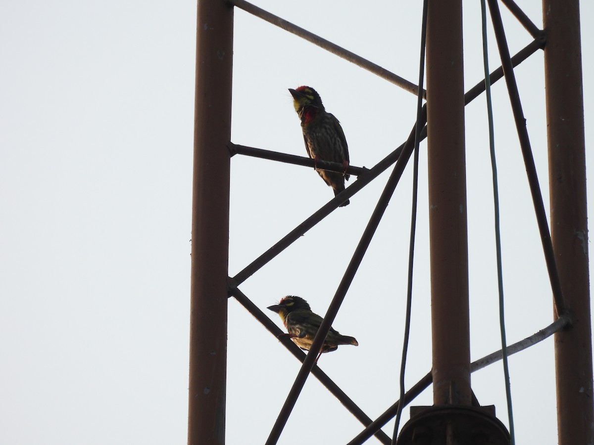Coppersmith Barbet - ML634398183