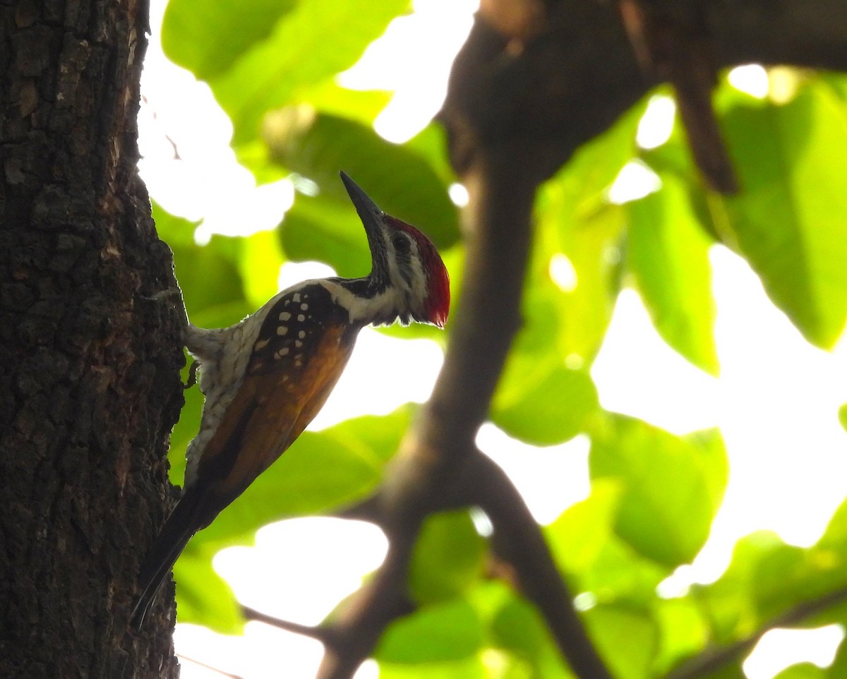 Black-rumped Flameback - ML634398195