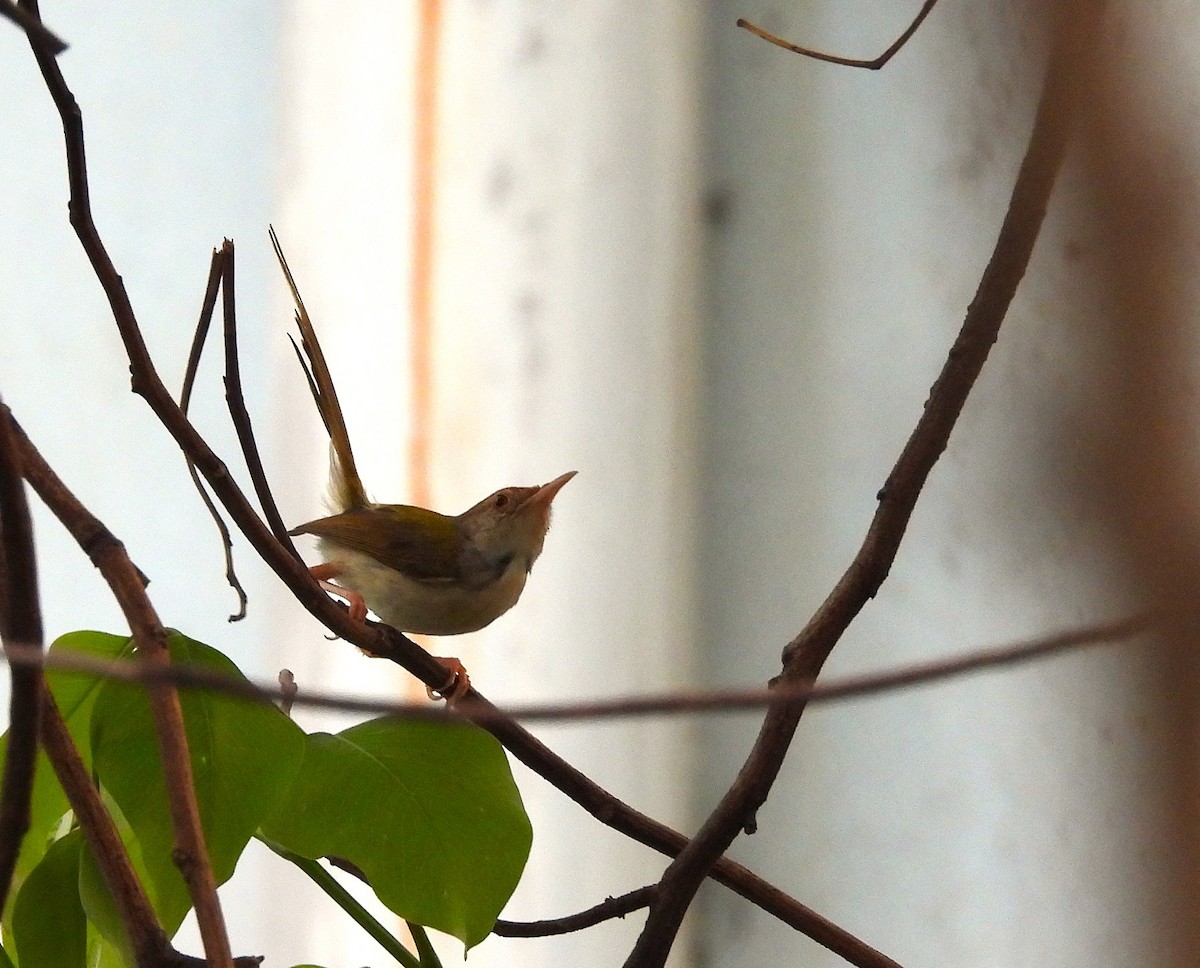 Common Tailorbird - ML634398205