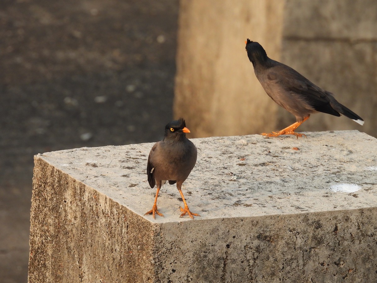 Jungle Myna - ML634398211