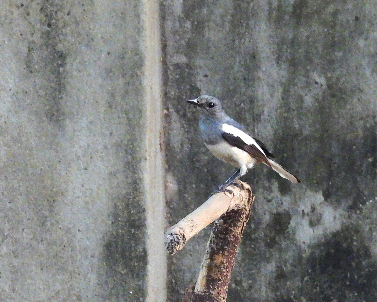 Oriental Magpie-Robin - ML634398212
