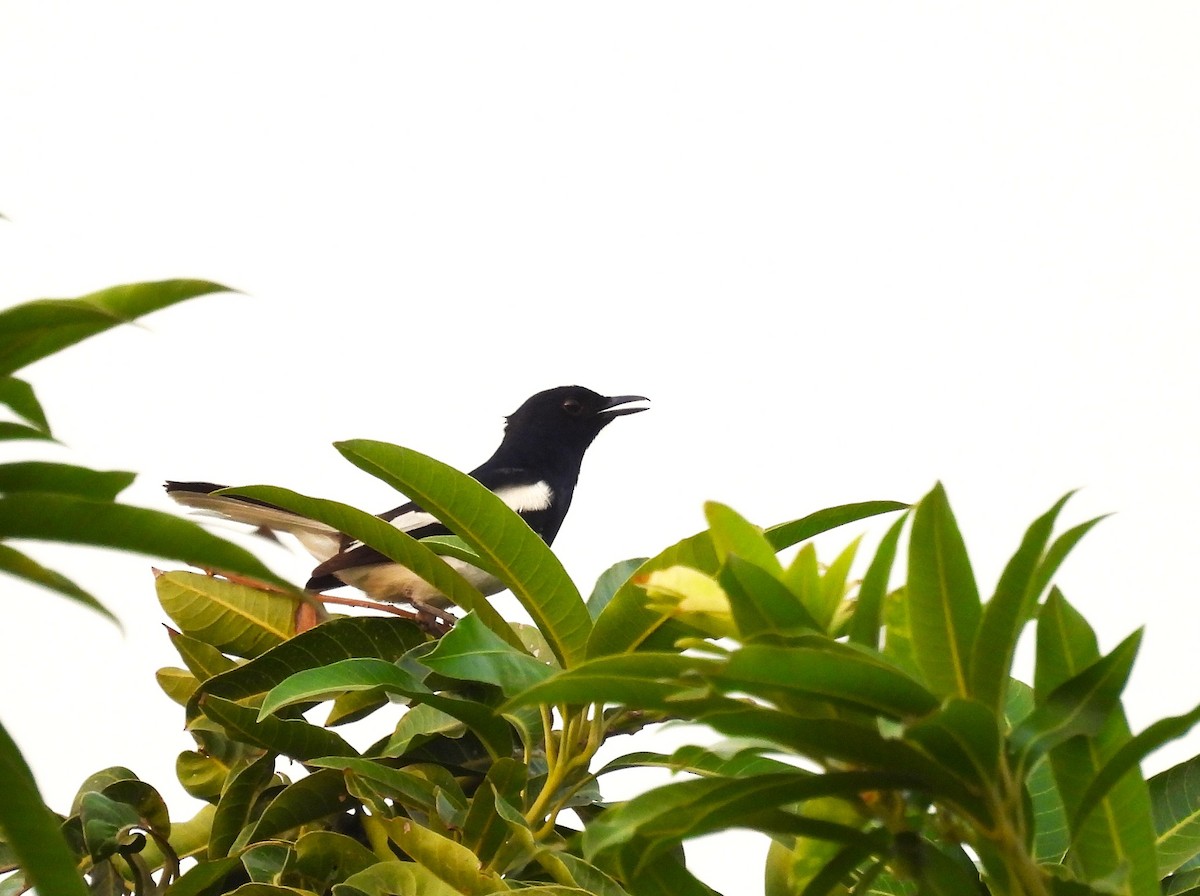 Oriental Magpie-Robin - ML634398213