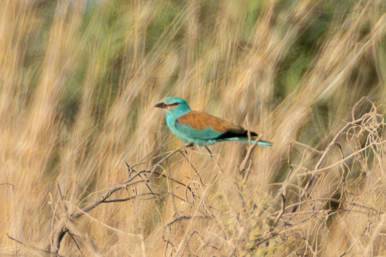 European Roller - ML634398264