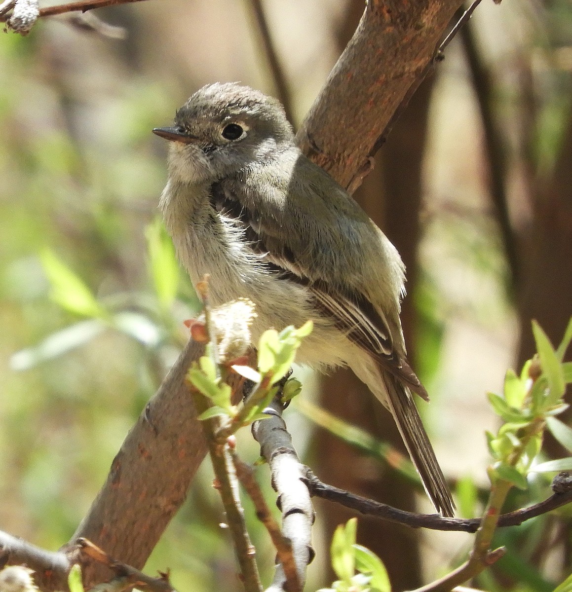 Dusky Flycatcher - ML634398475