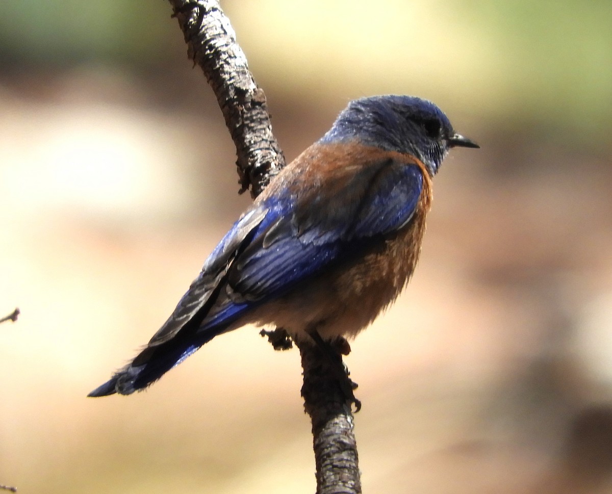 Western Bluebird - ML634398530