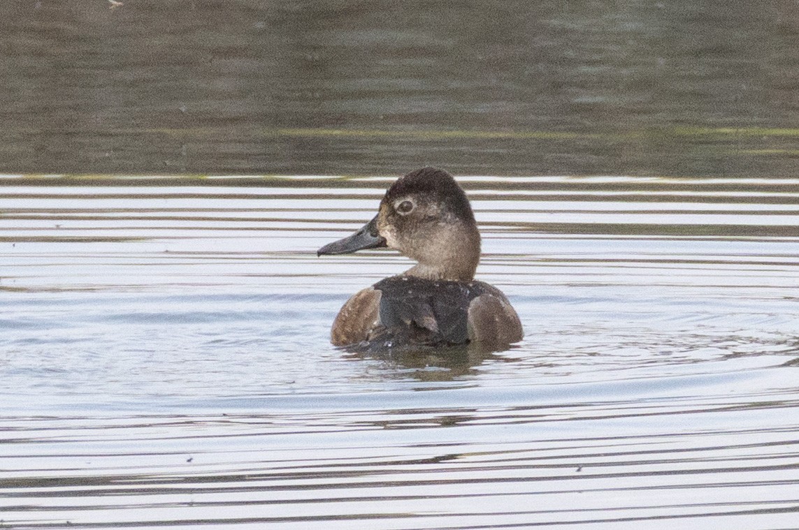 Ring-necked Duck - ML634398703