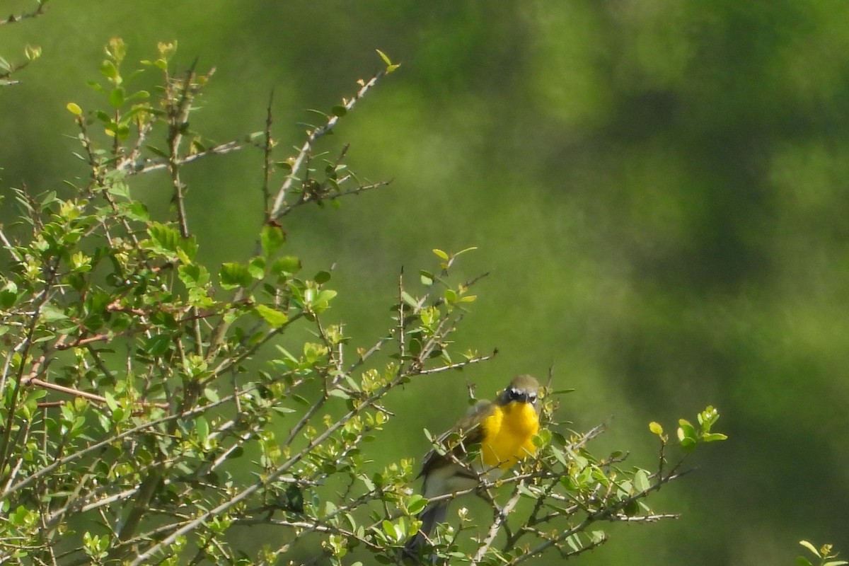 Yellow-breasted Chat - ML634398712