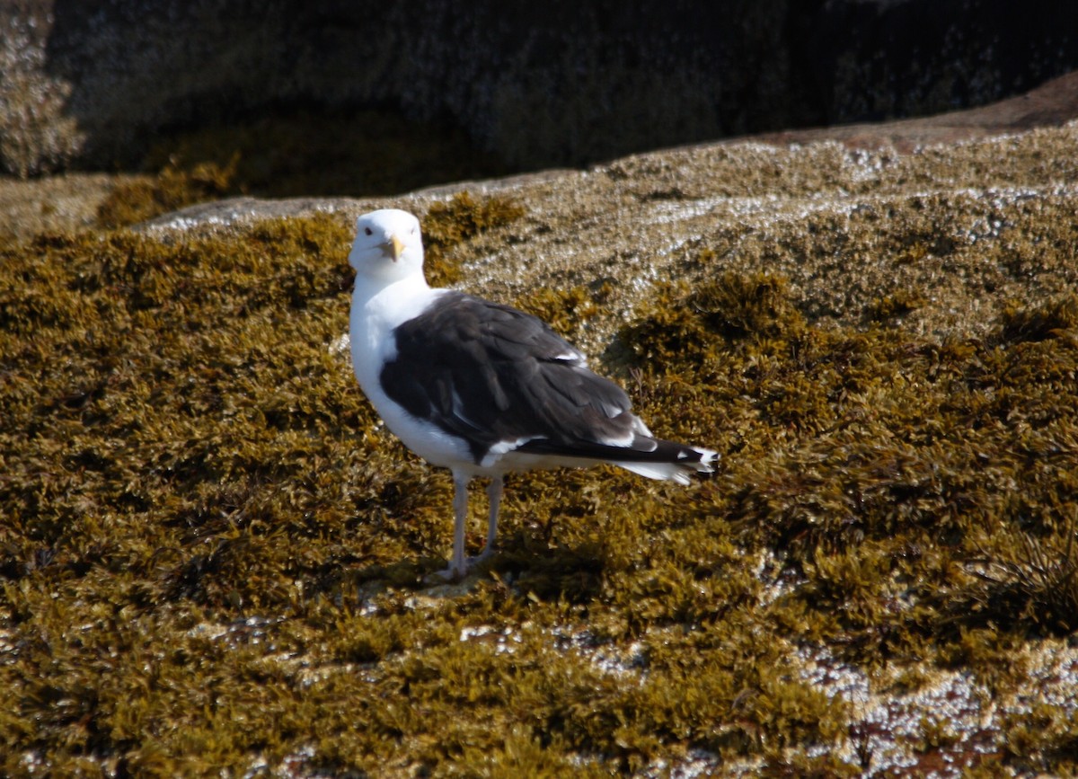 Great Black-backed Gull - Marc Hanneman