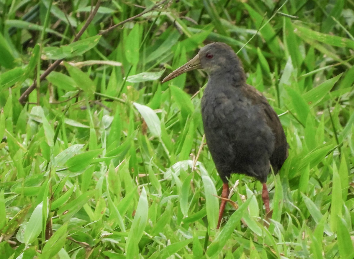 Blackish Rail - ML634398900