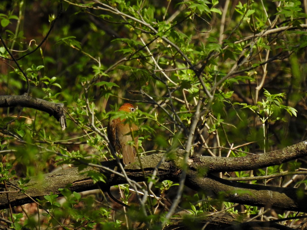 Wood Thrush - ML634398903