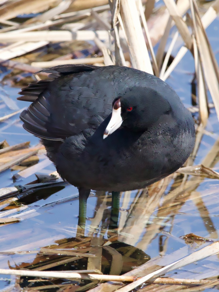 アメリカオオバン - ML634398957