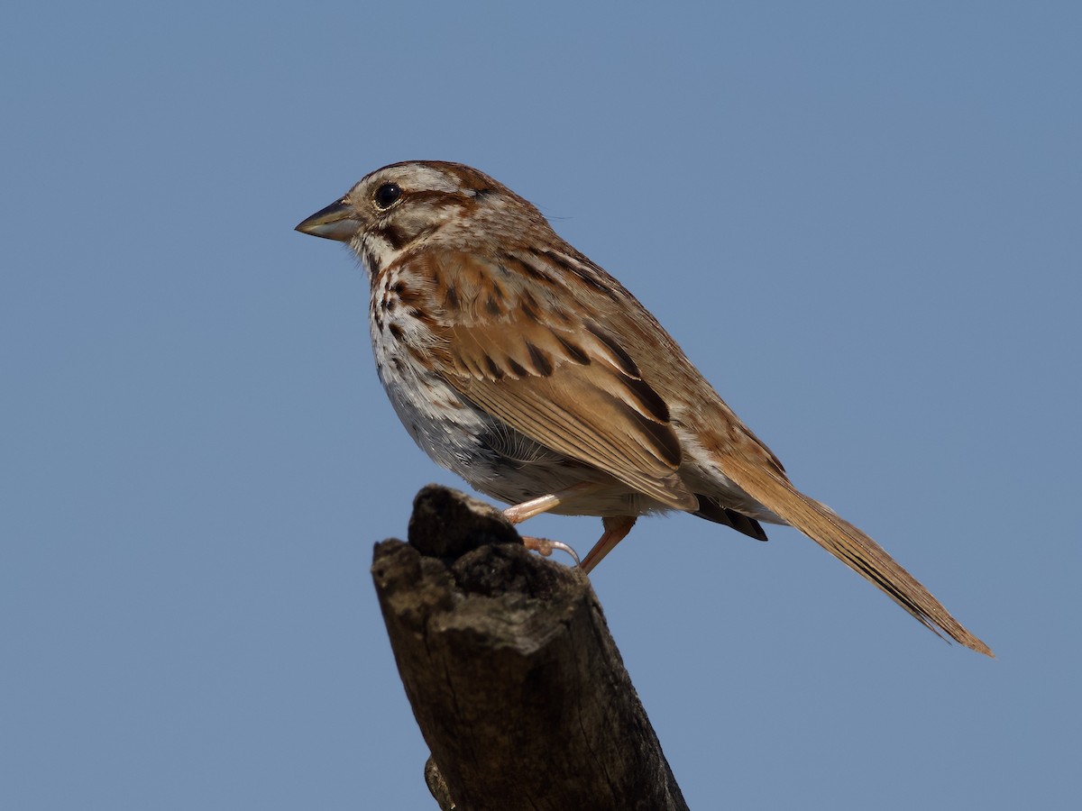 ウタスズメ - ML634399038