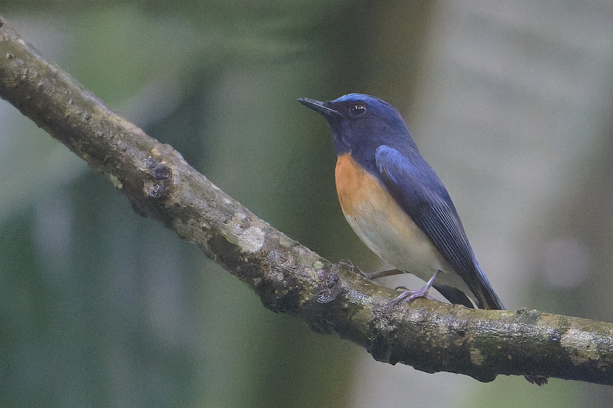 Blue-throated Flycatcher - ML634399043