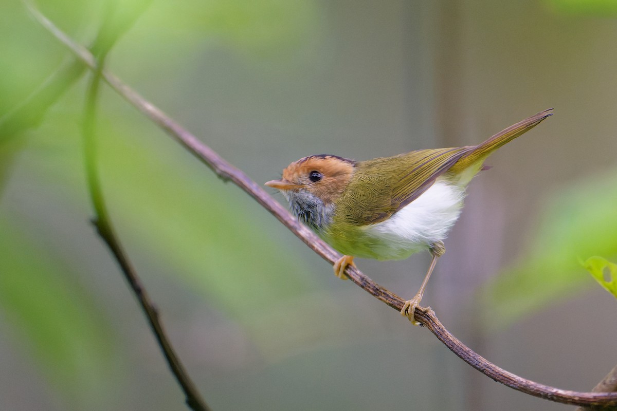 Rufous-faced Warbler - ML634399051