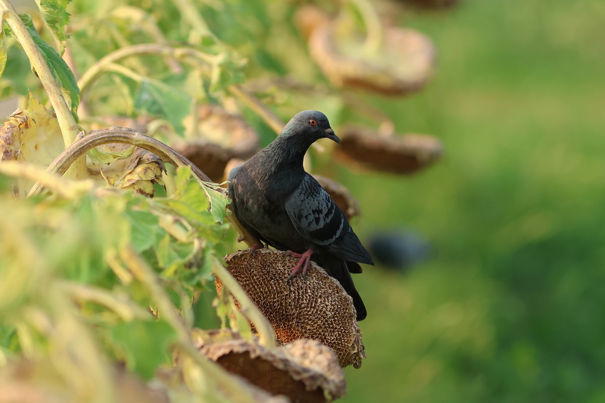 Rock Pigeon (Feral Pigeon) - ML634399076