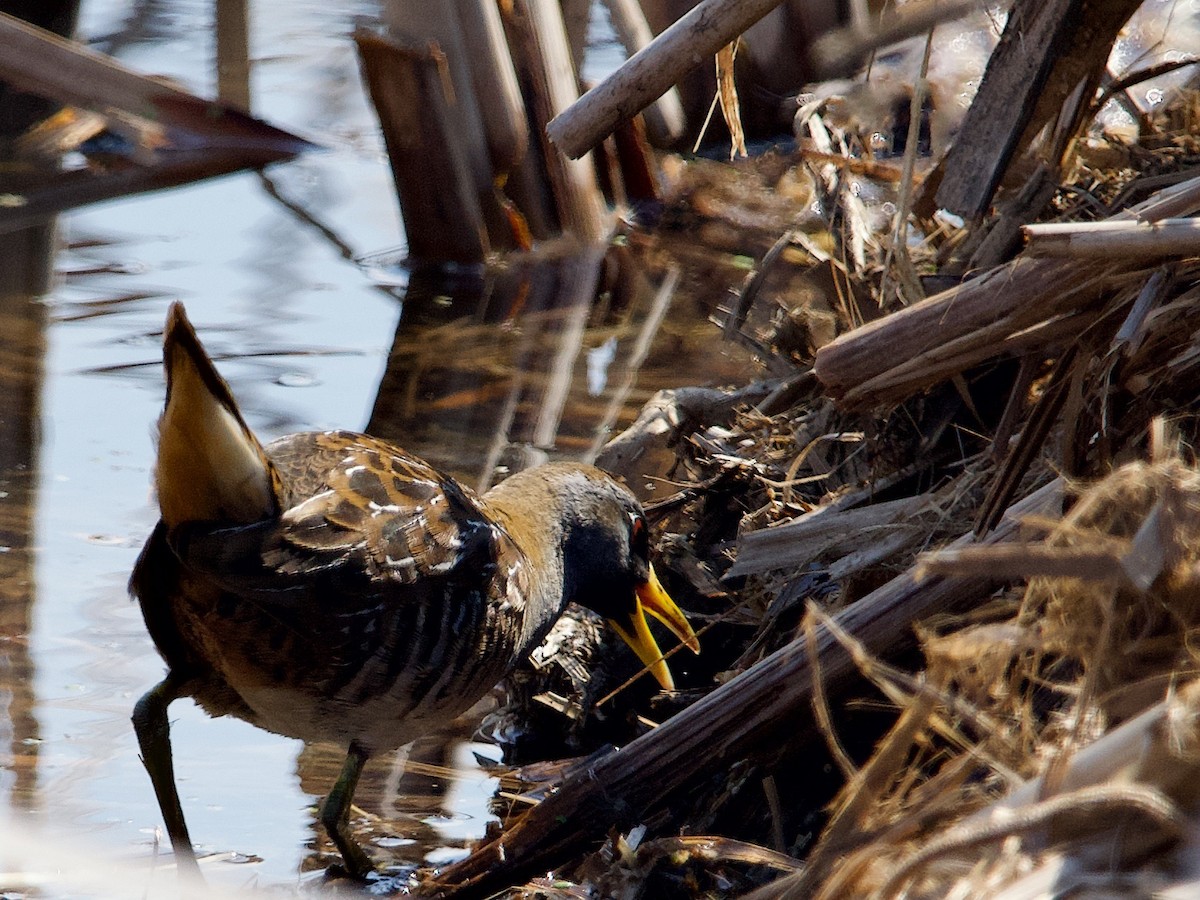 カオグロクイナ - ML634399101