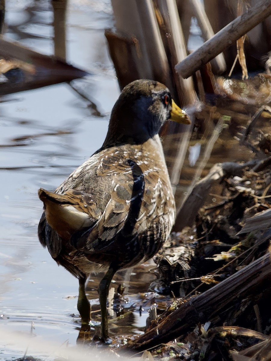 カオグロクイナ - ML634399110
