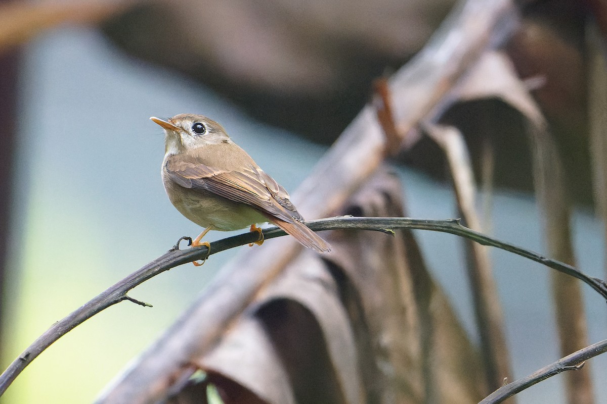 Brown-breasted Flycatcher - ML634399122