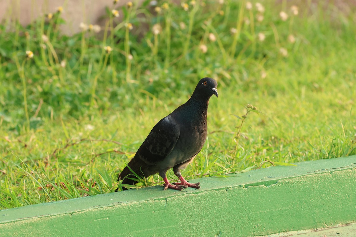Rock Pigeon (Feral Pigeon) - ML634399259