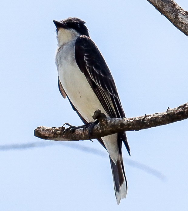 Eastern Kingbird - ML634399260
