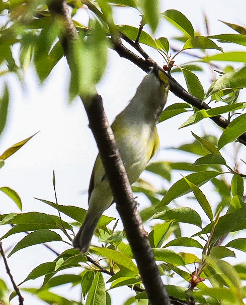 White-eyed Vireo - ML634399274