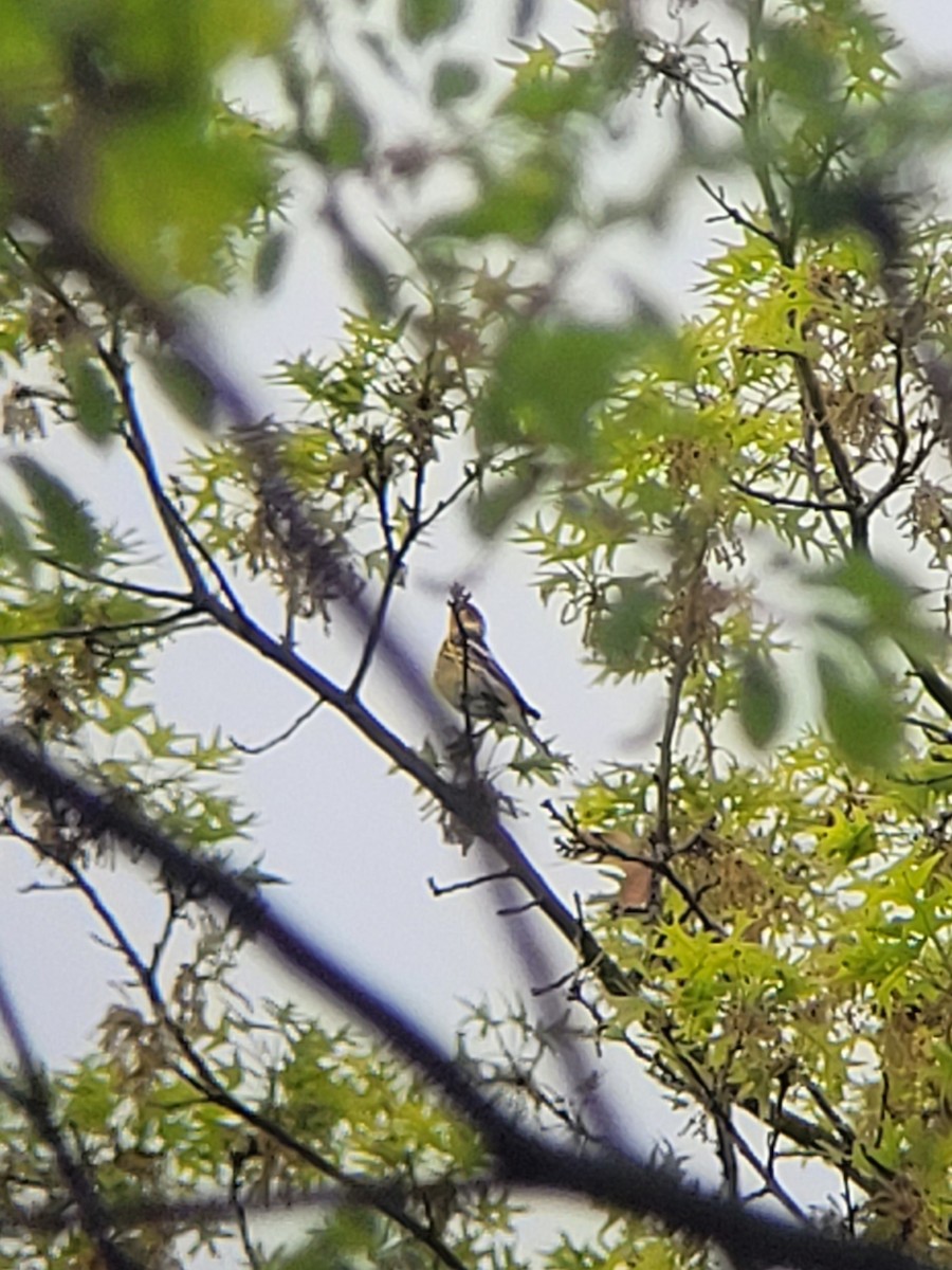 Cape May Warbler - ML634399288